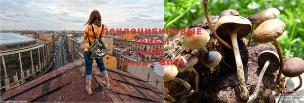 каннабис Белокуриха